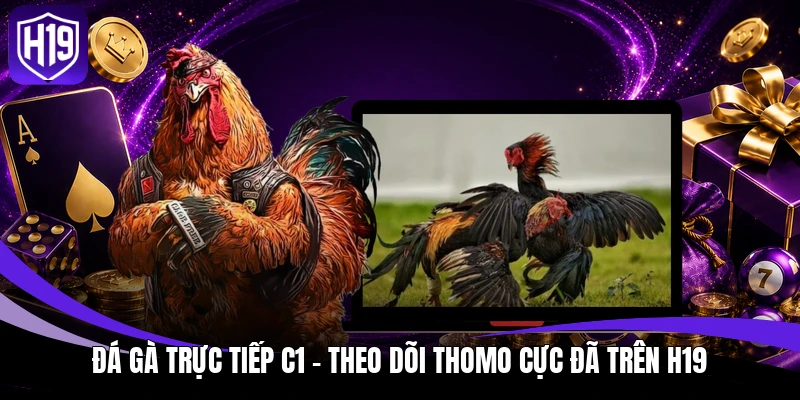 Đá gà trực tiếp C1